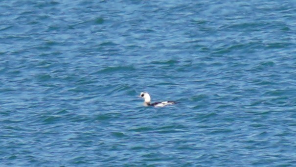 Smew - ML516009411