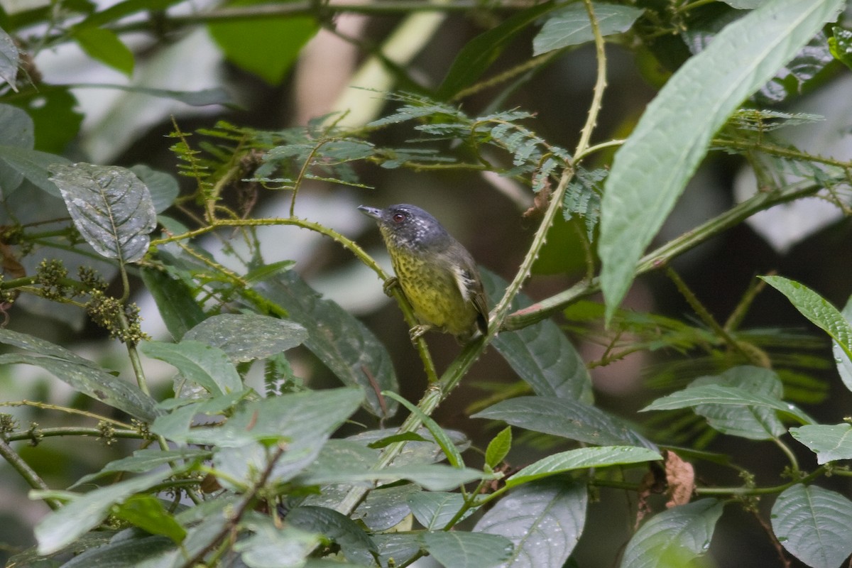 Spot-breasted Antvireo - Marbry Hopkins