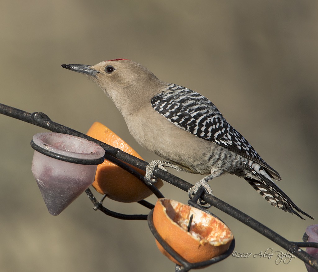 Gila Woodpecker - Arlene Ripley