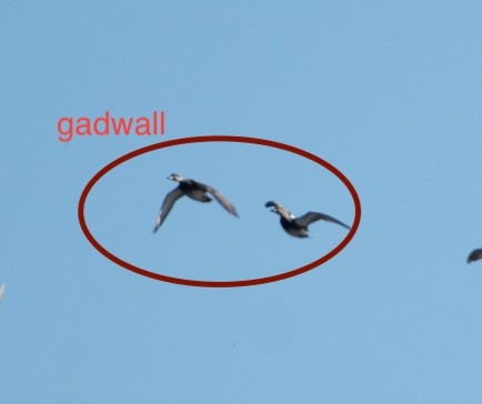 Gadwall - ML516012661