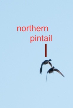 Northern Pintail - ML516012751
