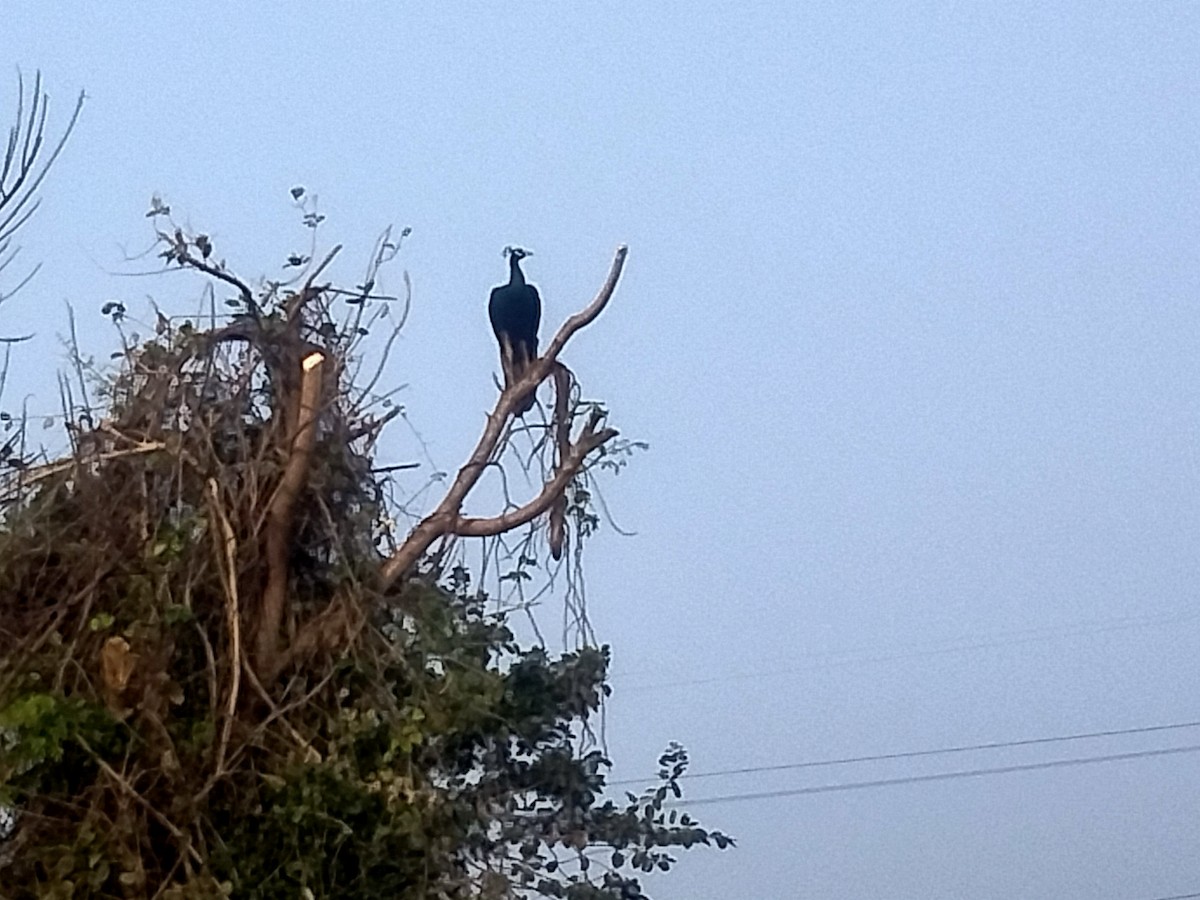 Indian Peafowl - ML516012761