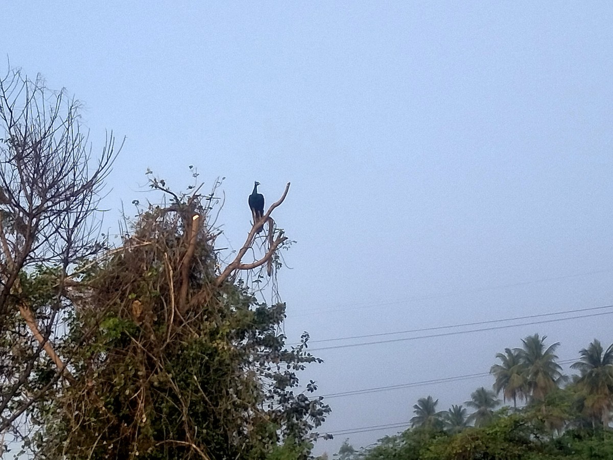 Indian Peafowl - ML516012911