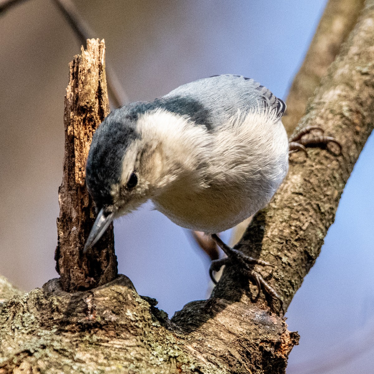 White-breasted Nuthatch - ML516014631