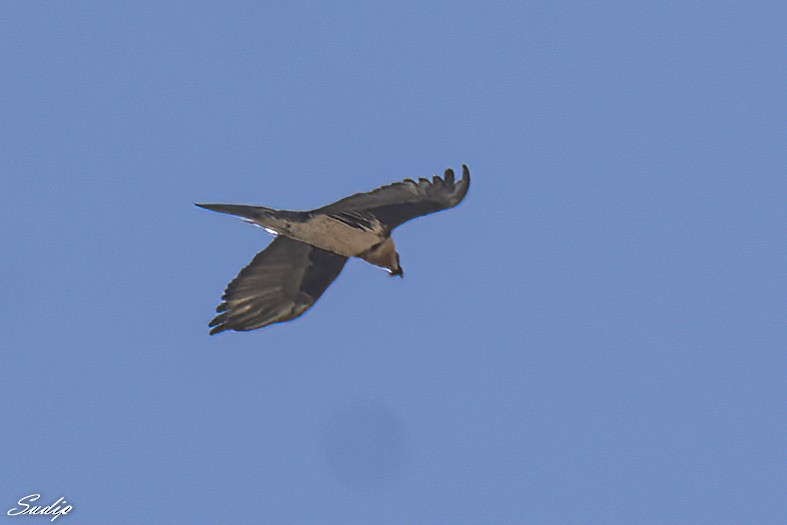 Bearded Vulture - ML516014681