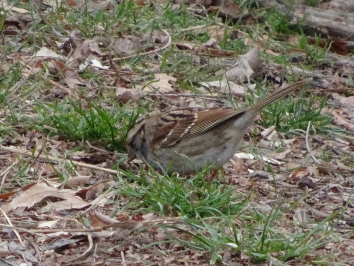 White-throated Sparrow - ML516015801