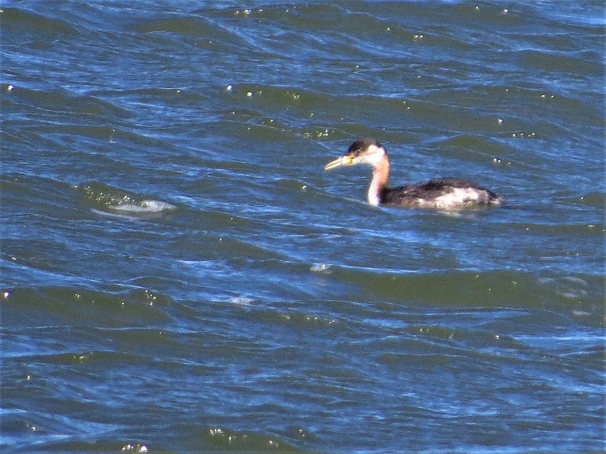 Red-necked Grebe - ML516016111