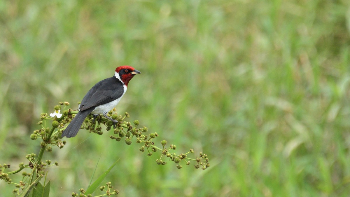 Masked Cardinal - ML516016631