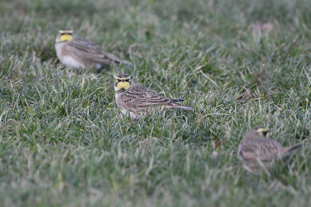 Horned Lark - ML516017081