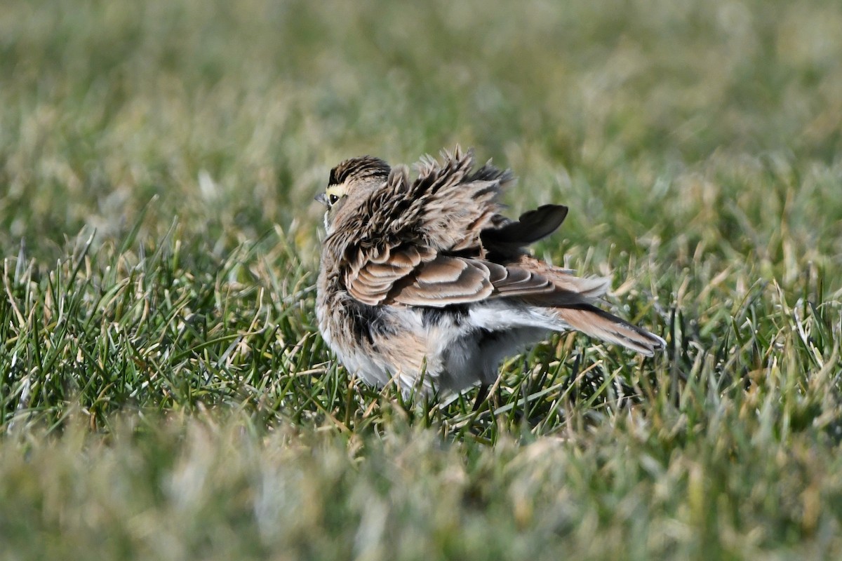 Horned Lark - Dan O'Brien