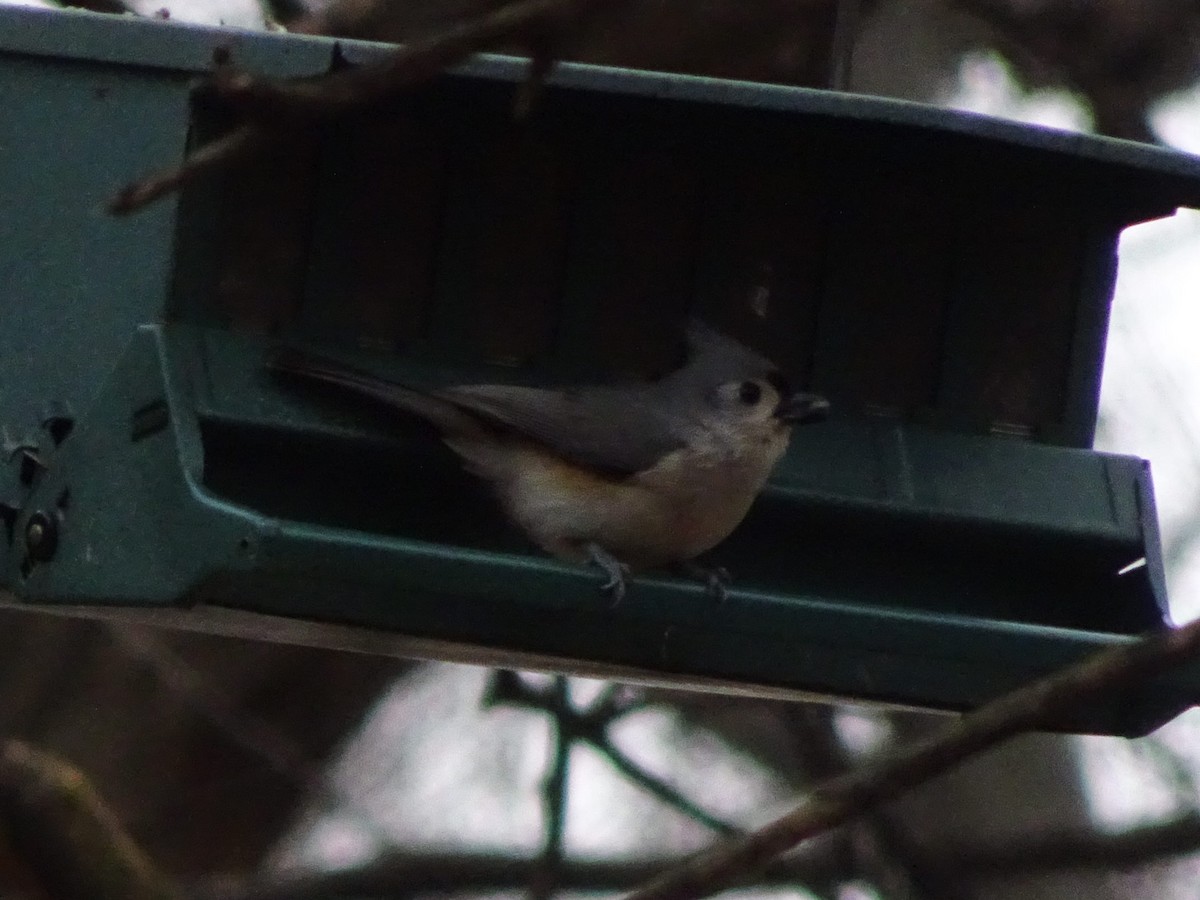 Tufted Titmouse - ML516017311