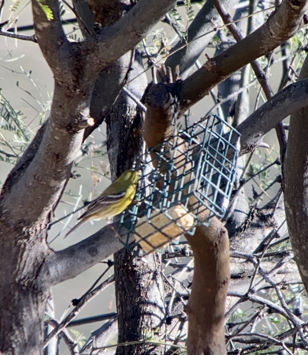 Pine Warbler - ML516017931