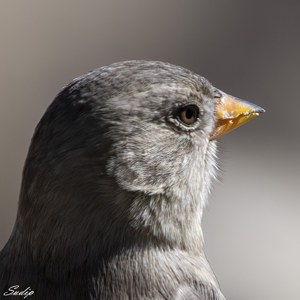 eBird Checklist - 5 Dec 2022 - Gurudongmar Lake - 8 species