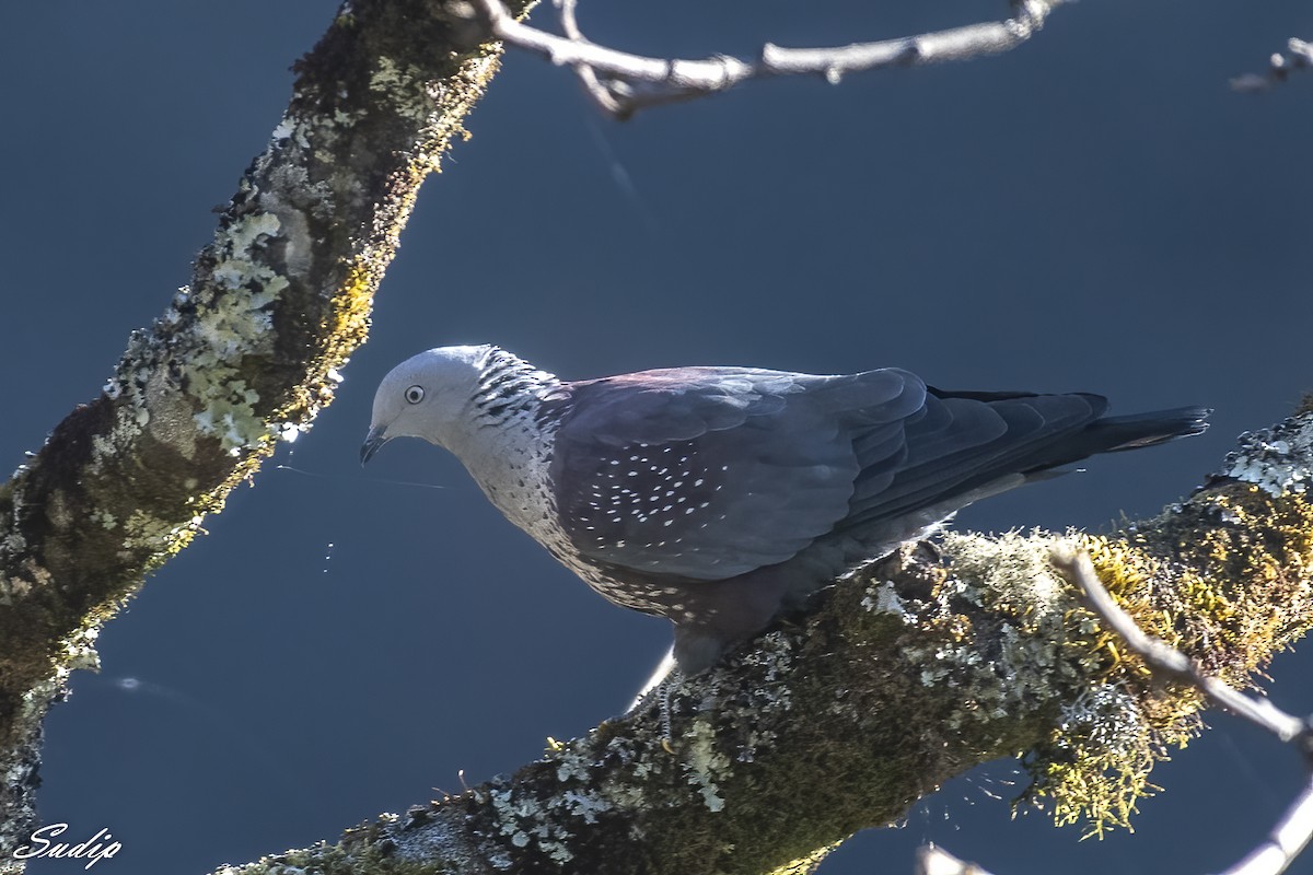 Speckled Wood-Pigeon - Sudip Ghosh