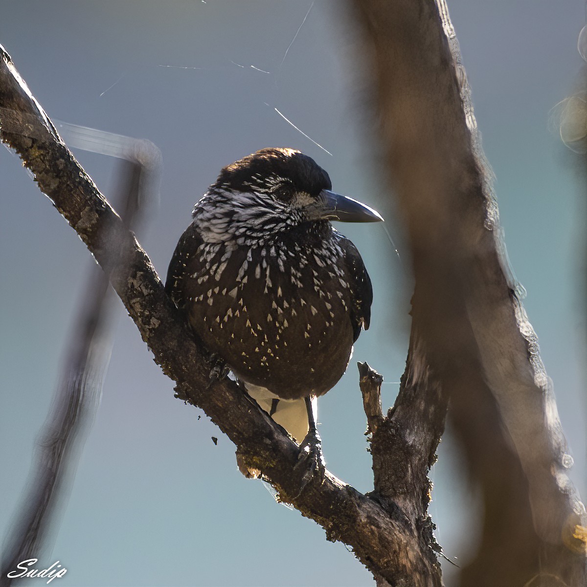 Eurasian Nutcracker - ML516019861