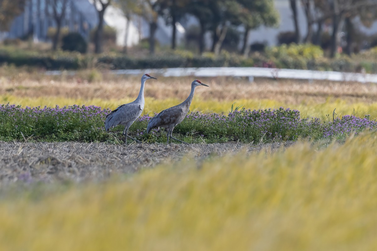 Sandhill Crane (canadensis) - Kasia & Takashi Someya