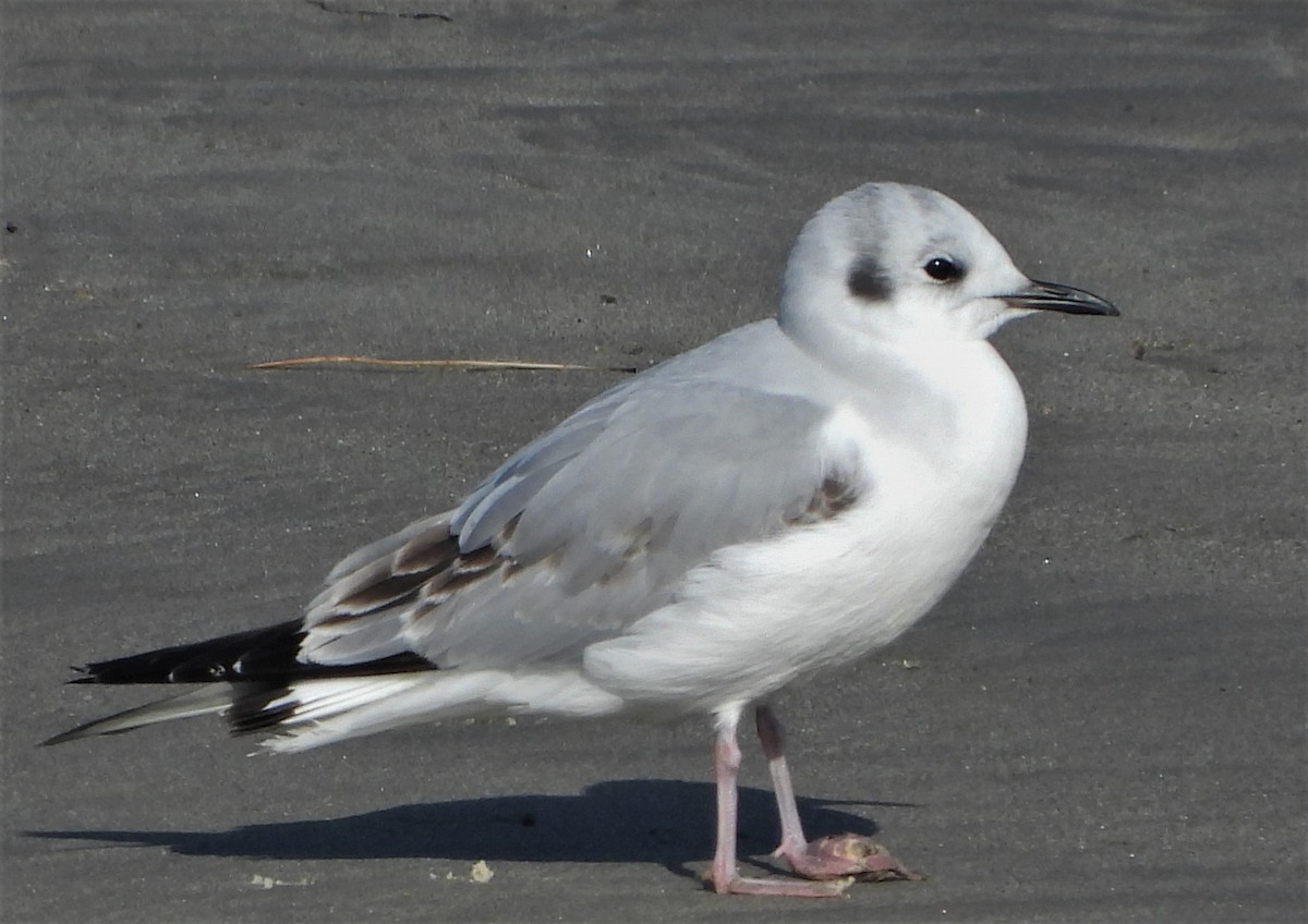 Mouette de Bonaparte - ML516020901