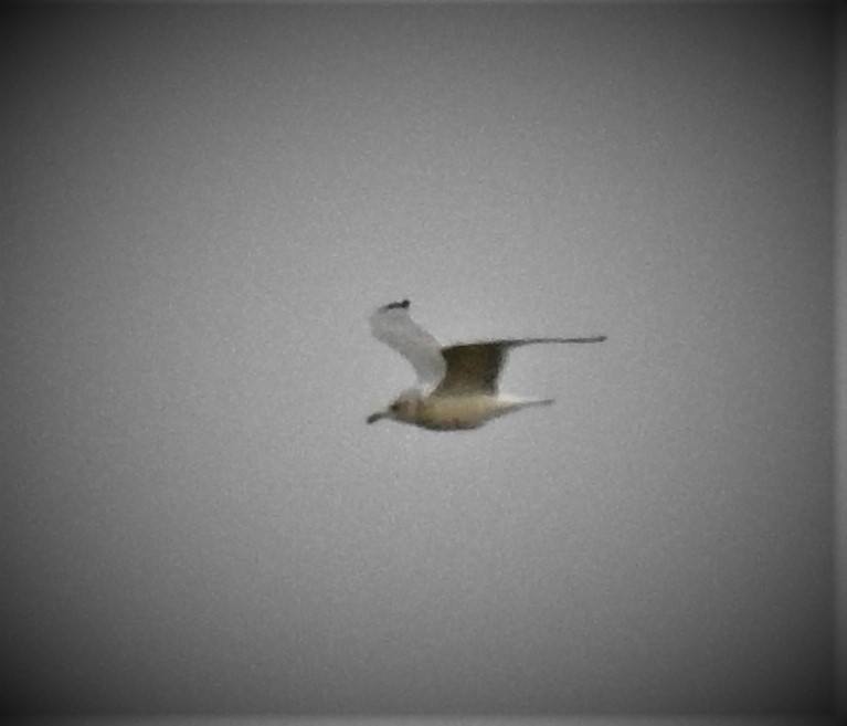 Ring-billed Gull - ML516021941