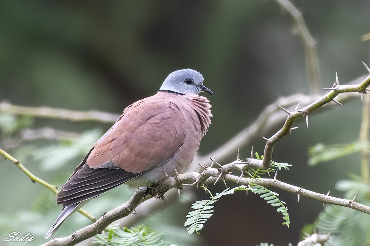 Red Collared-Dove - ML516023411