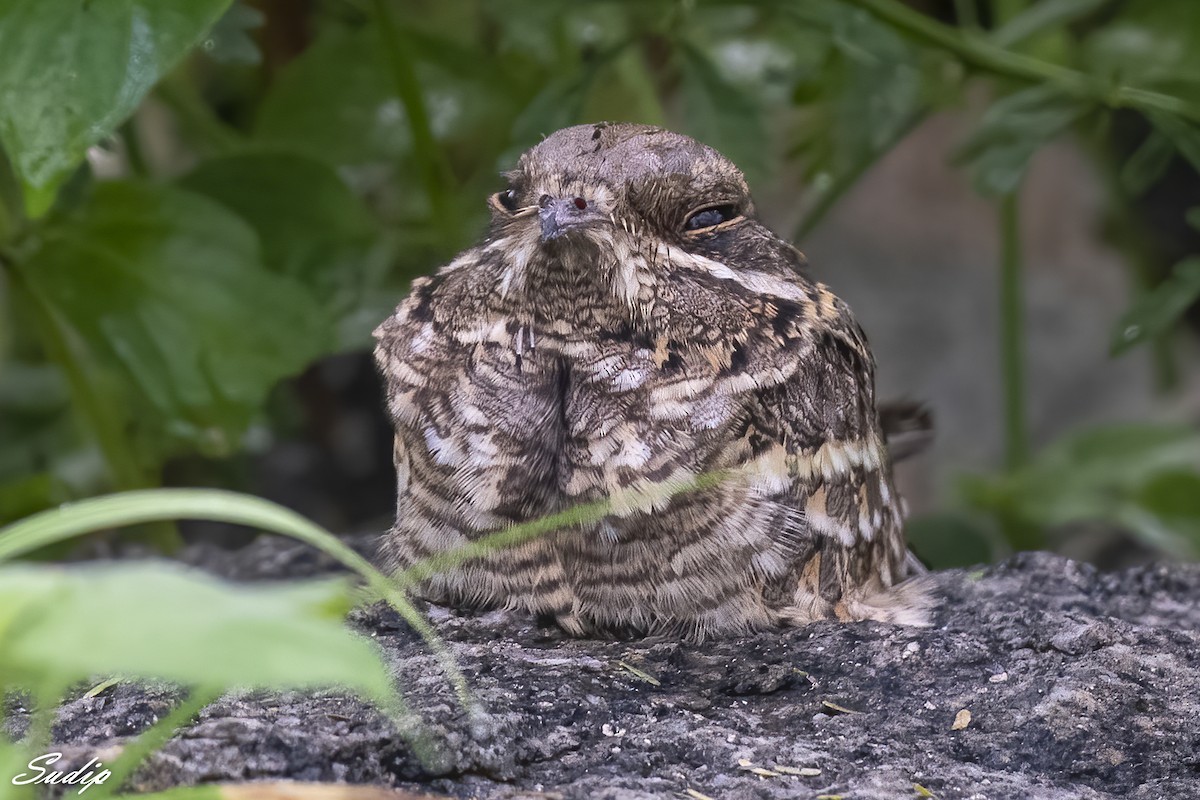 Indian Nightjar - ML516023541