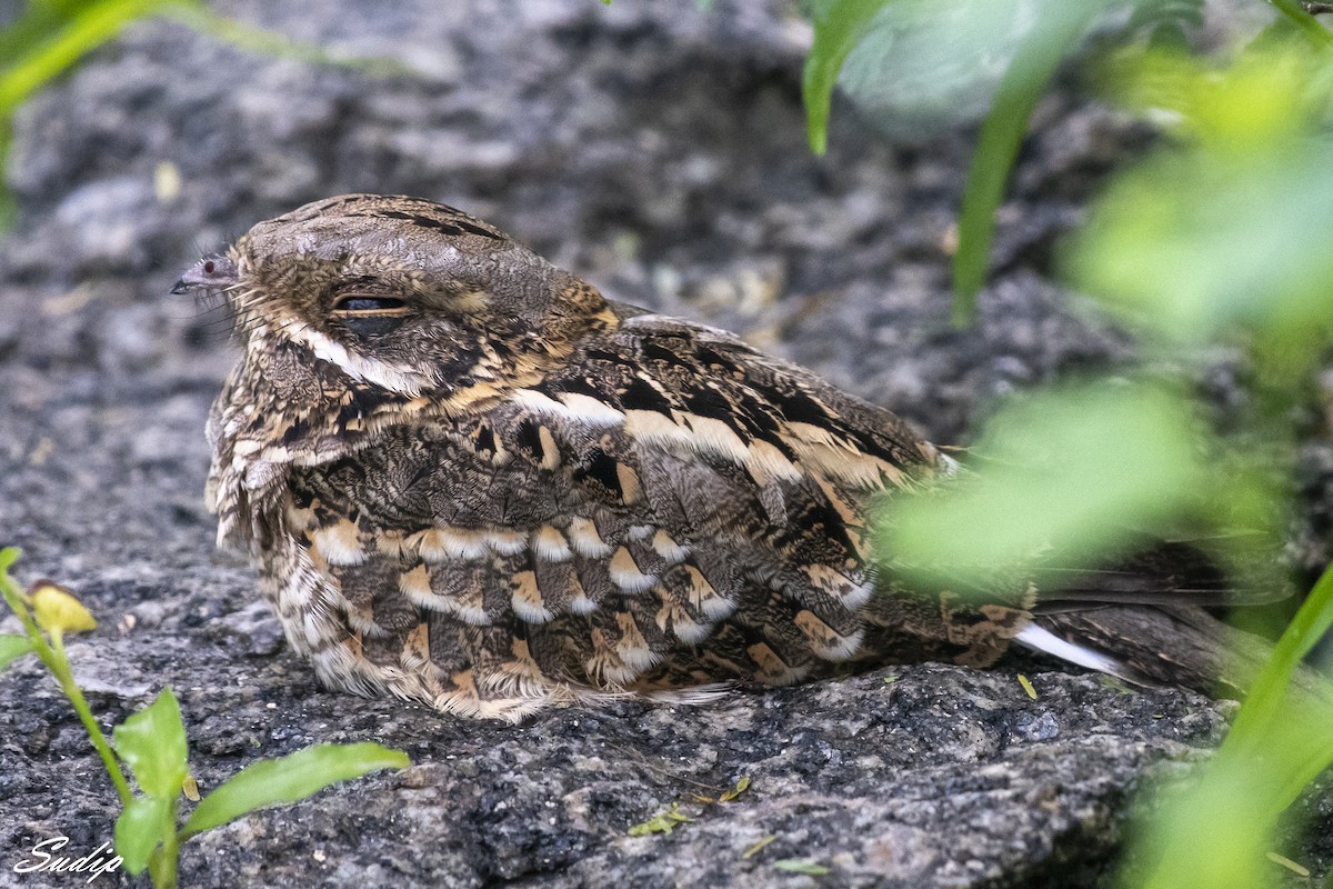 Indian Nightjar - ML516023561