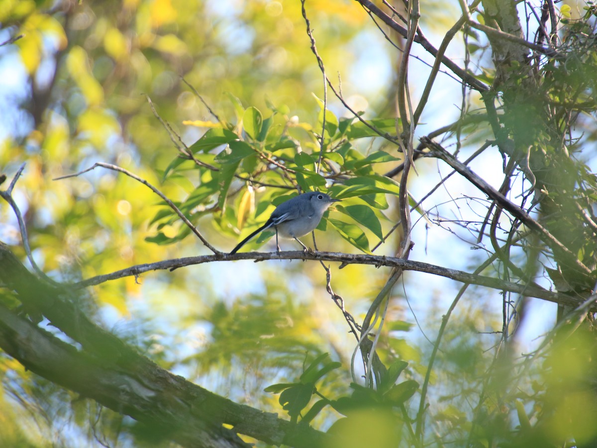 Cuban Gnatcatcher - ML516024861