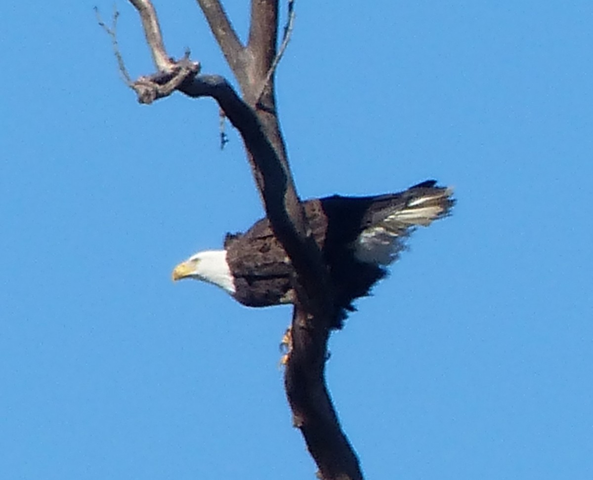 Bald Eagle - ML516025401