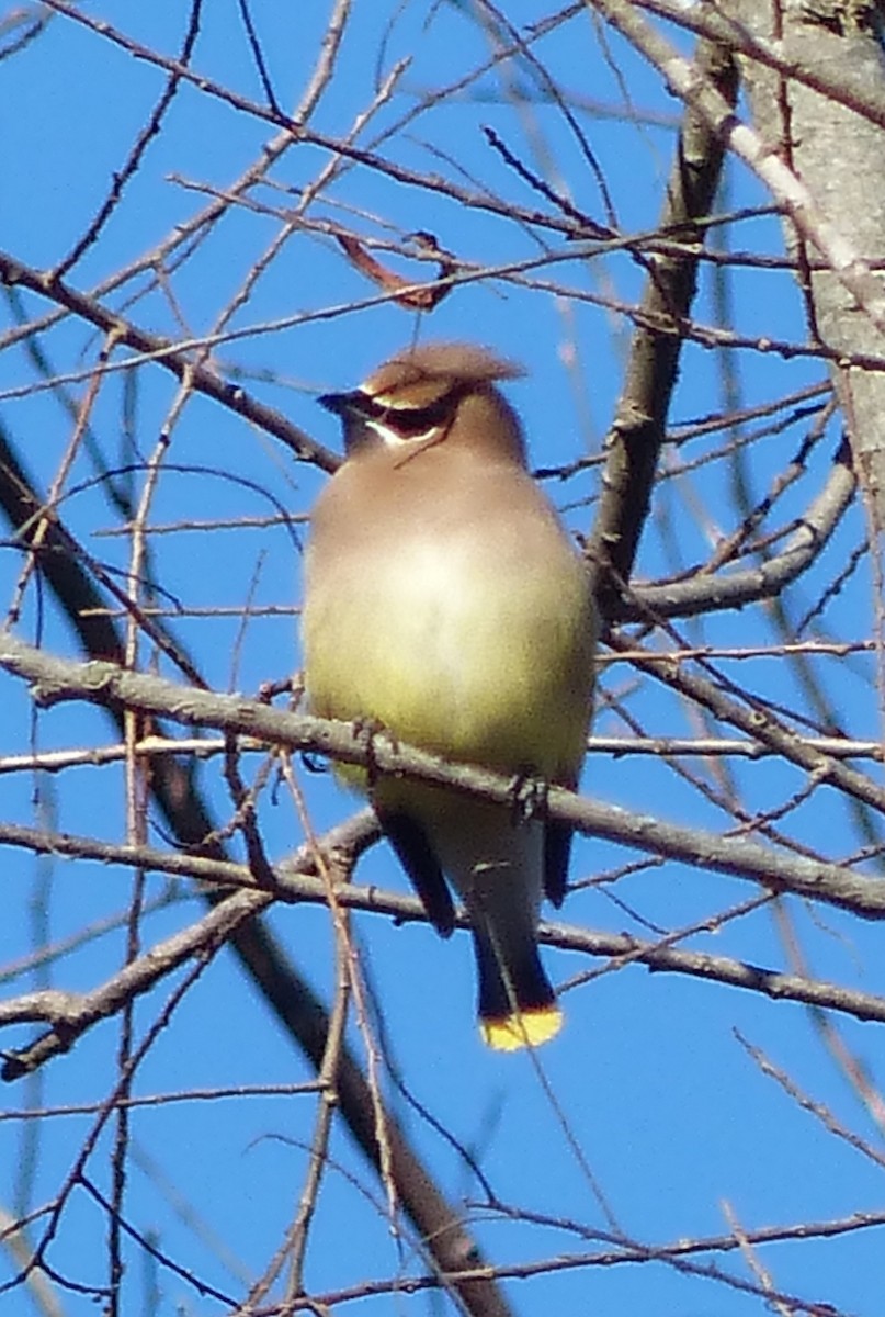 Cedar Waxwing - ML516025551