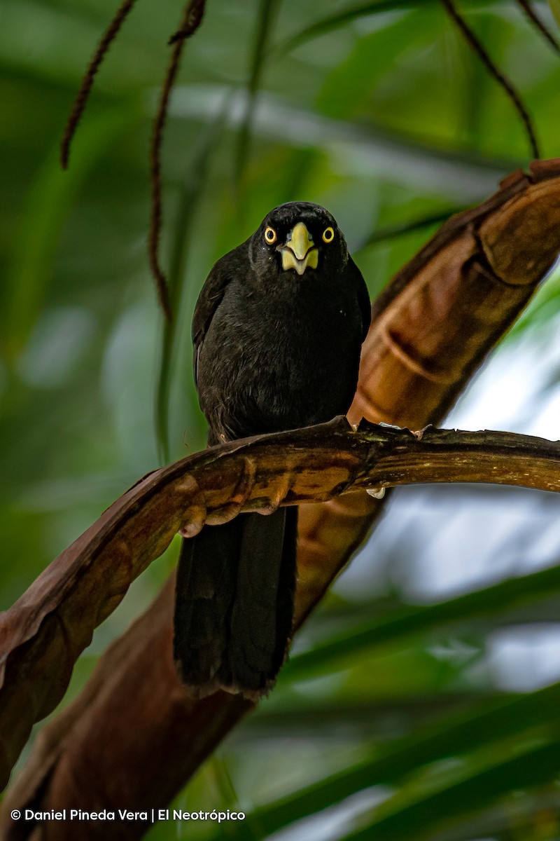 Yellow-billed Cacique - ML516026641