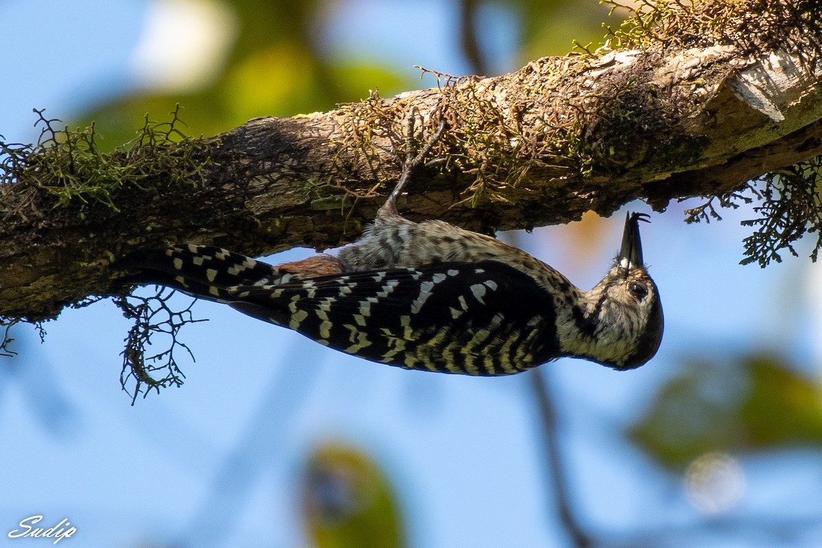 Freckle-breasted Woodpecker - Sudip Ghosh