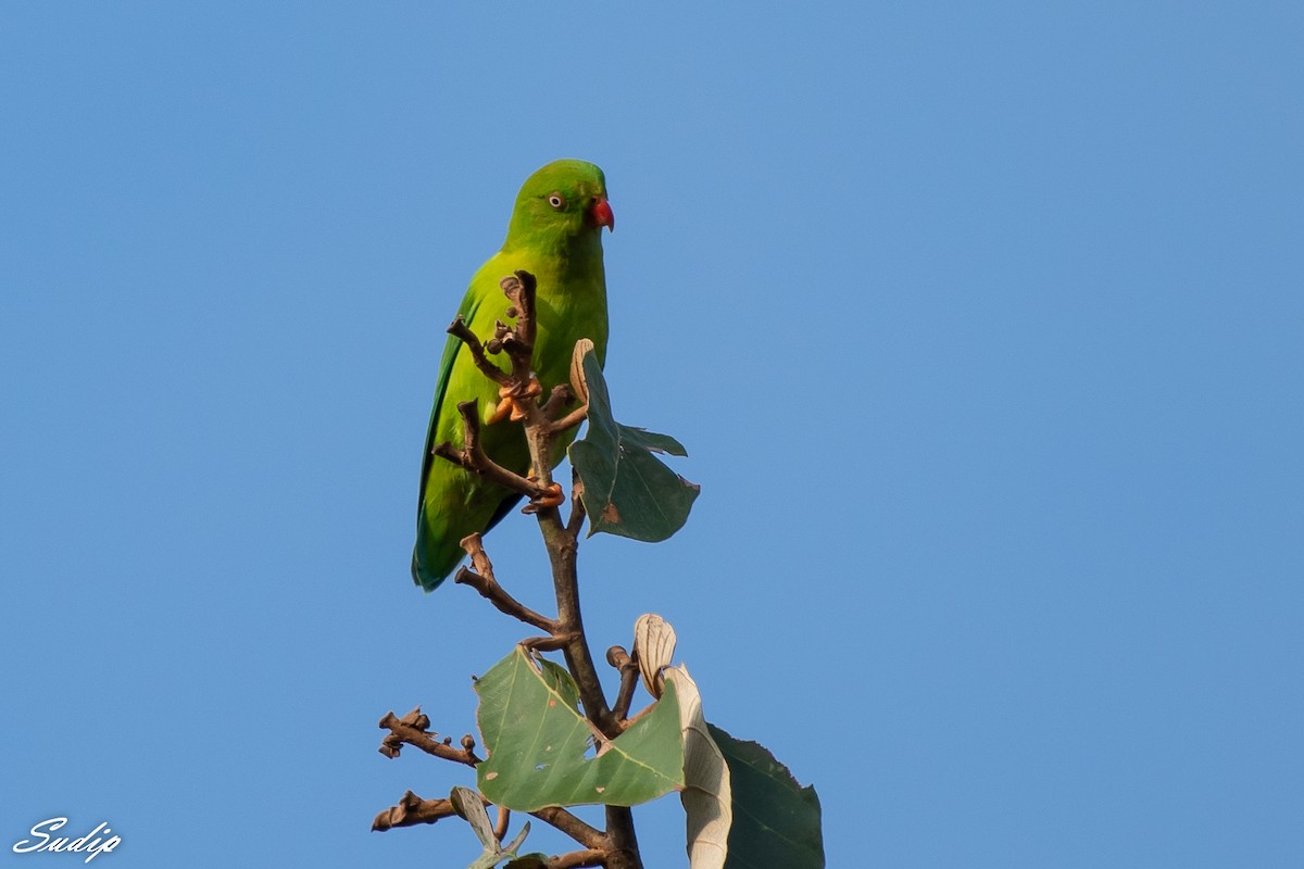 Vernal Hanging-Parrot - ML516027571