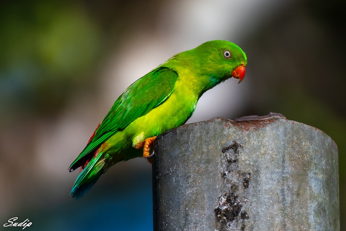 Vernal Hanging-Parrot - ML516027601