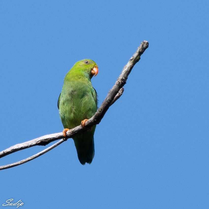 Vernal Hanging-Parrot - ML516027611