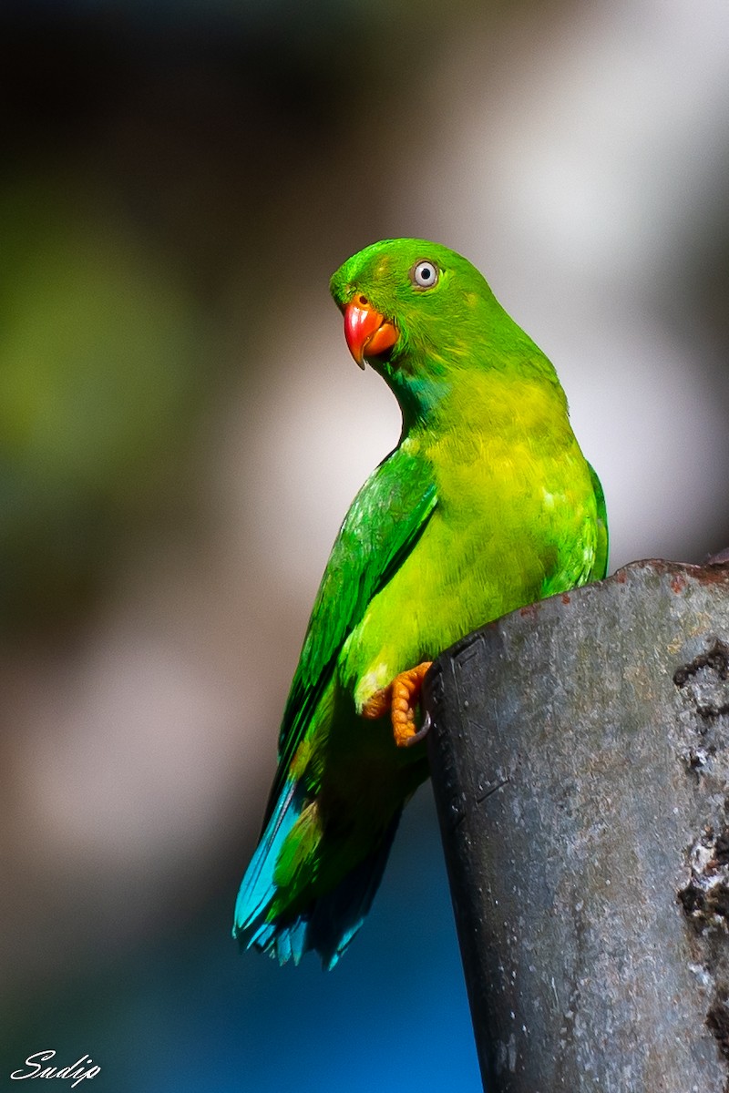 Vernal Hanging-Parrot - ML516027621