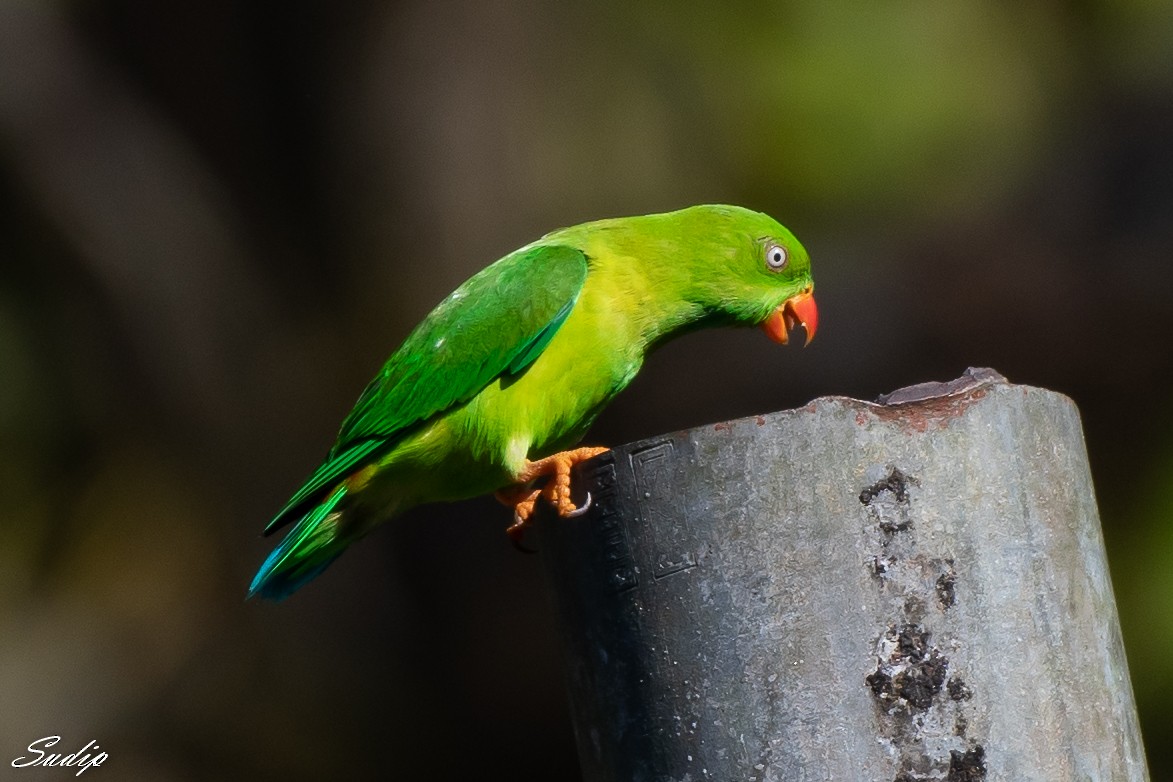 Vernal Hanging-Parrot - ML516027631