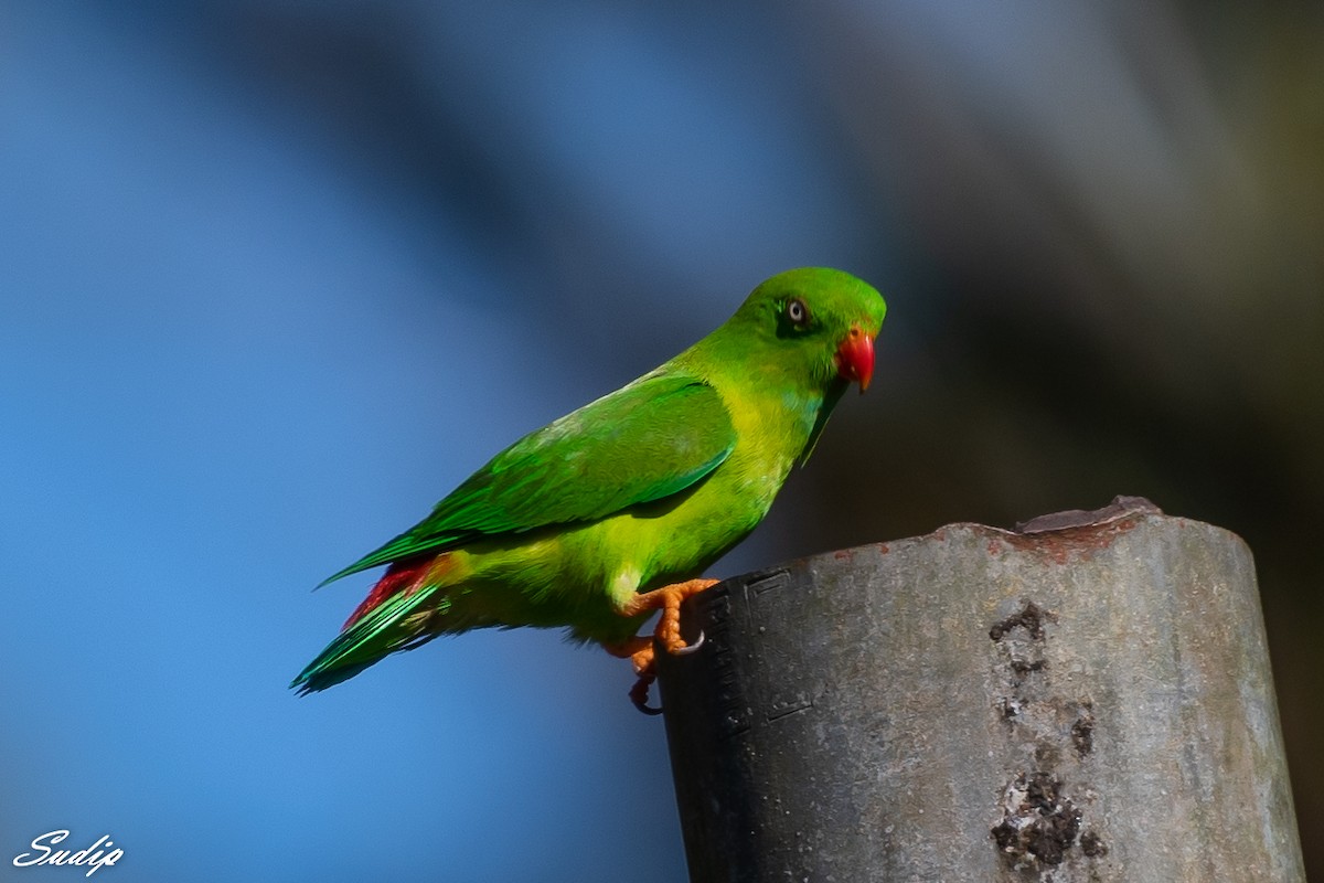 Vernal Hanging-Parrot - ML516027641