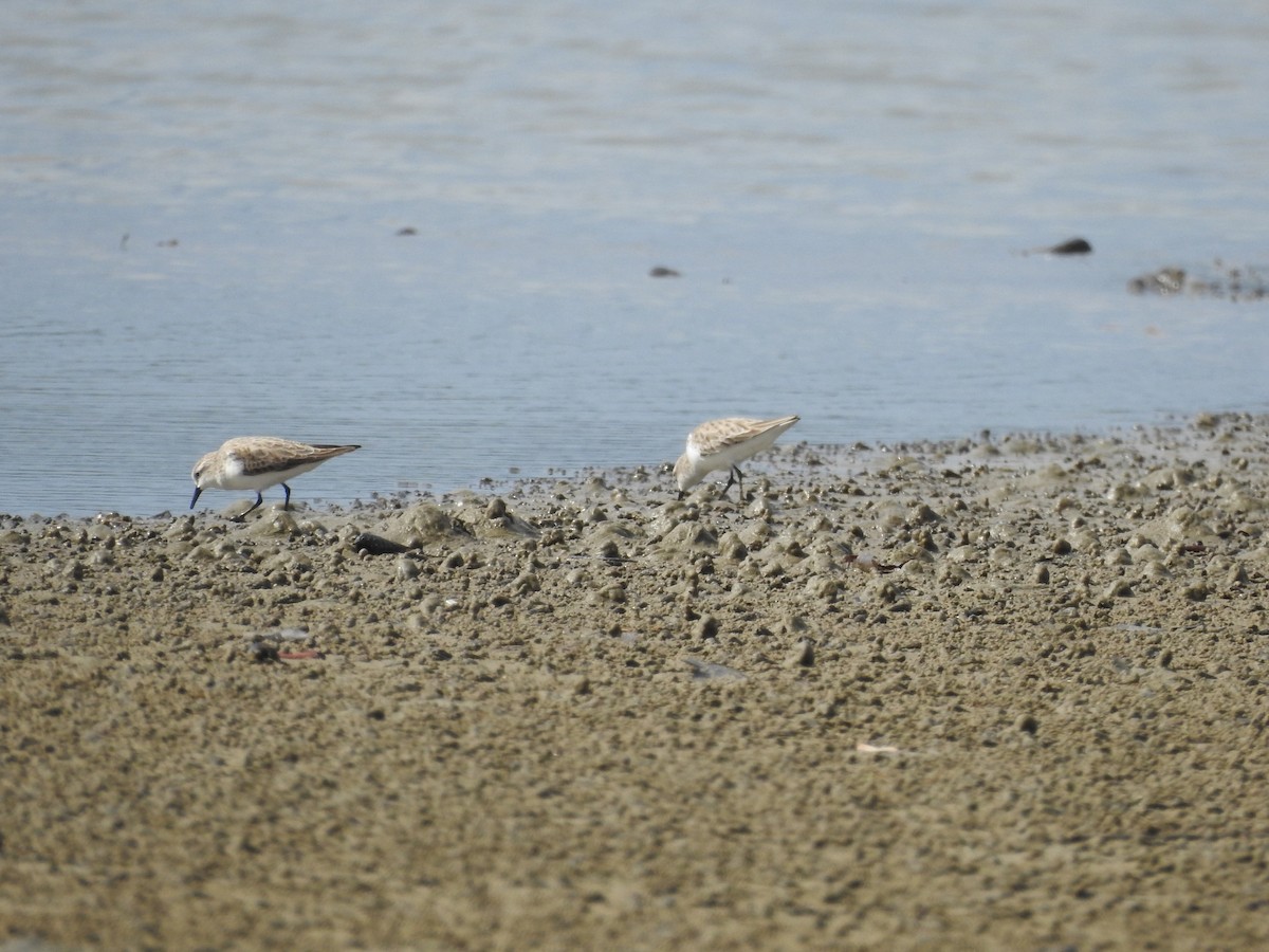 rødstrupesnipe - ML516028491