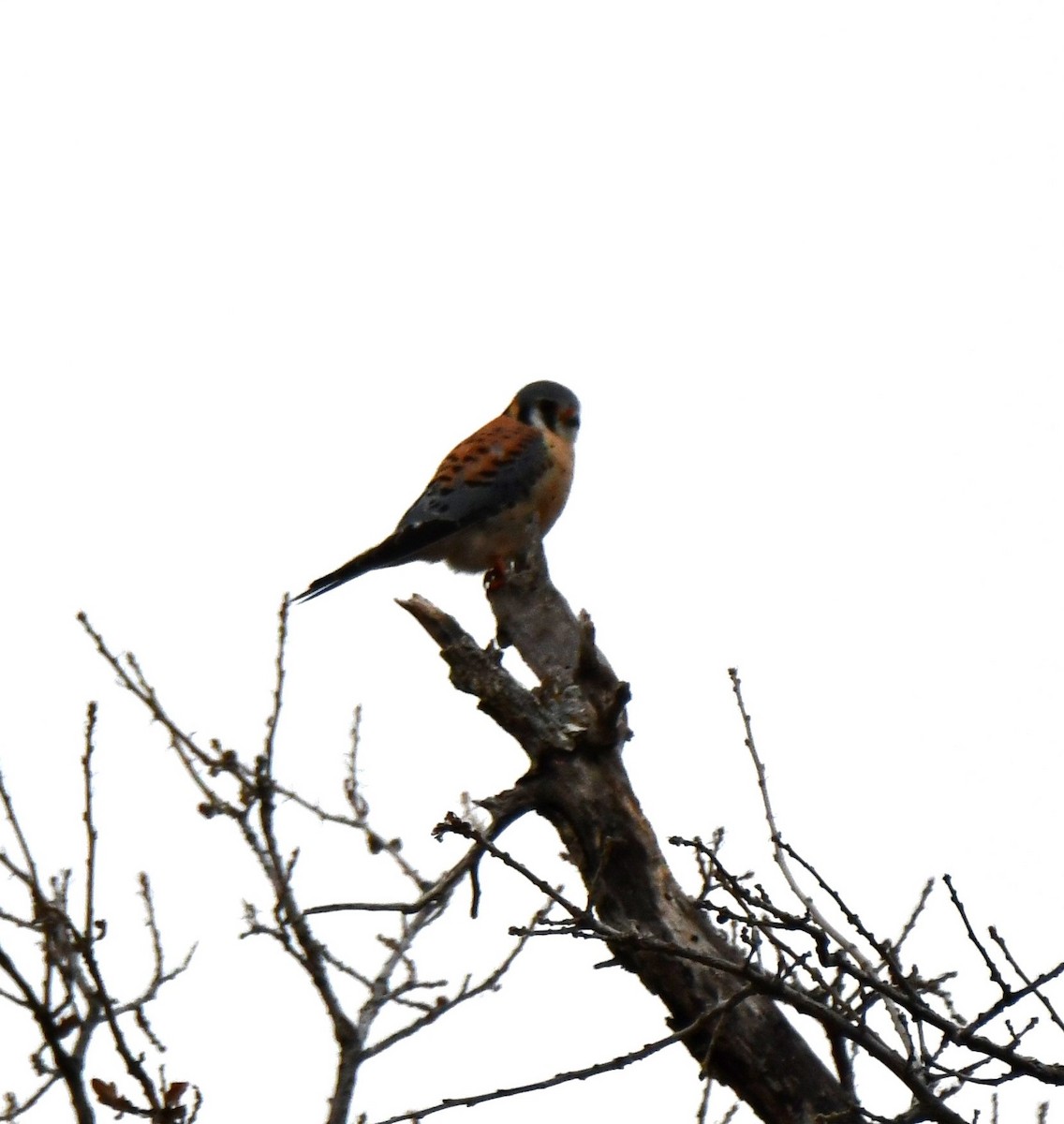American Kestrel - ML516029221