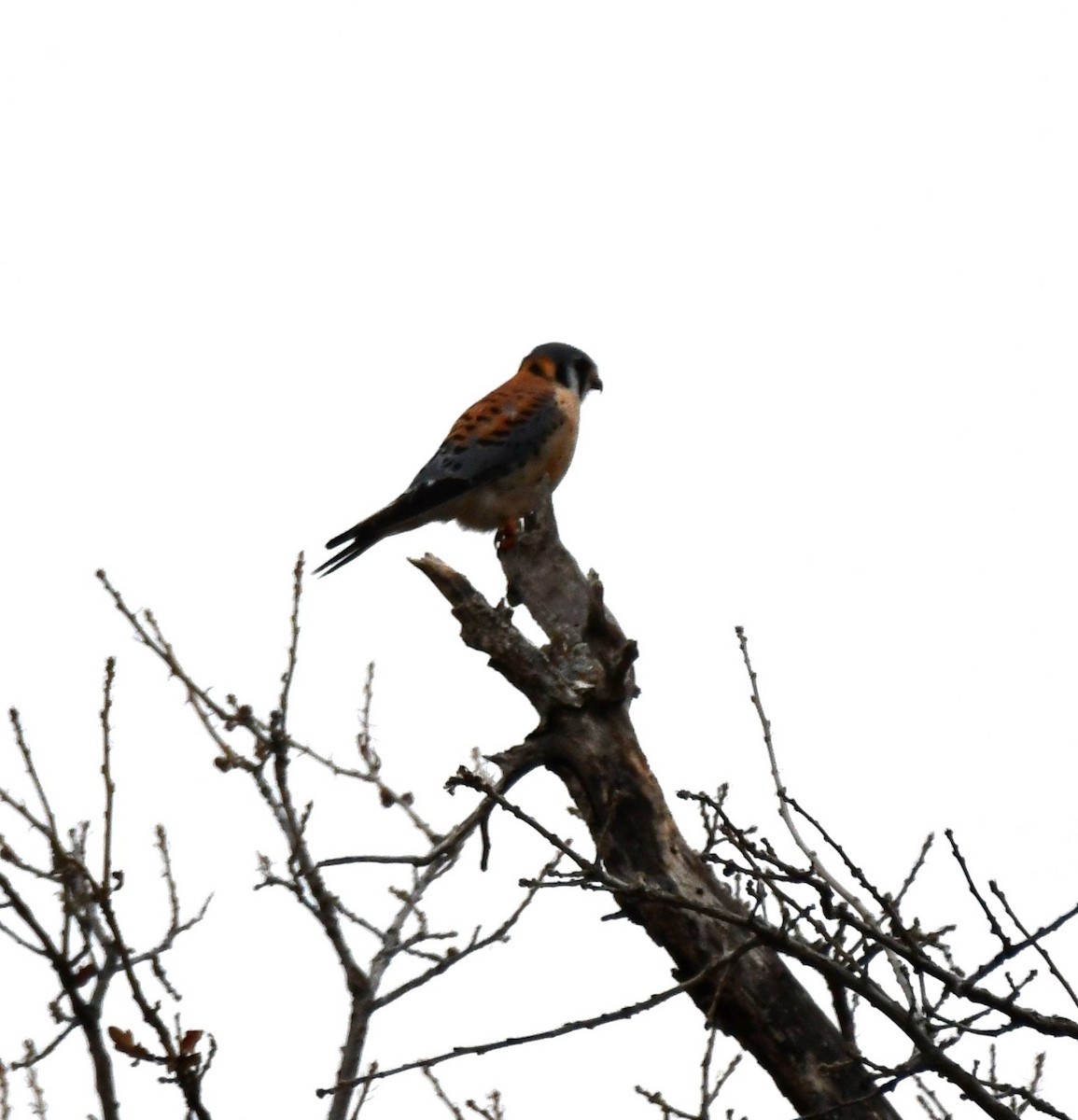 American Kestrel - ML516029241