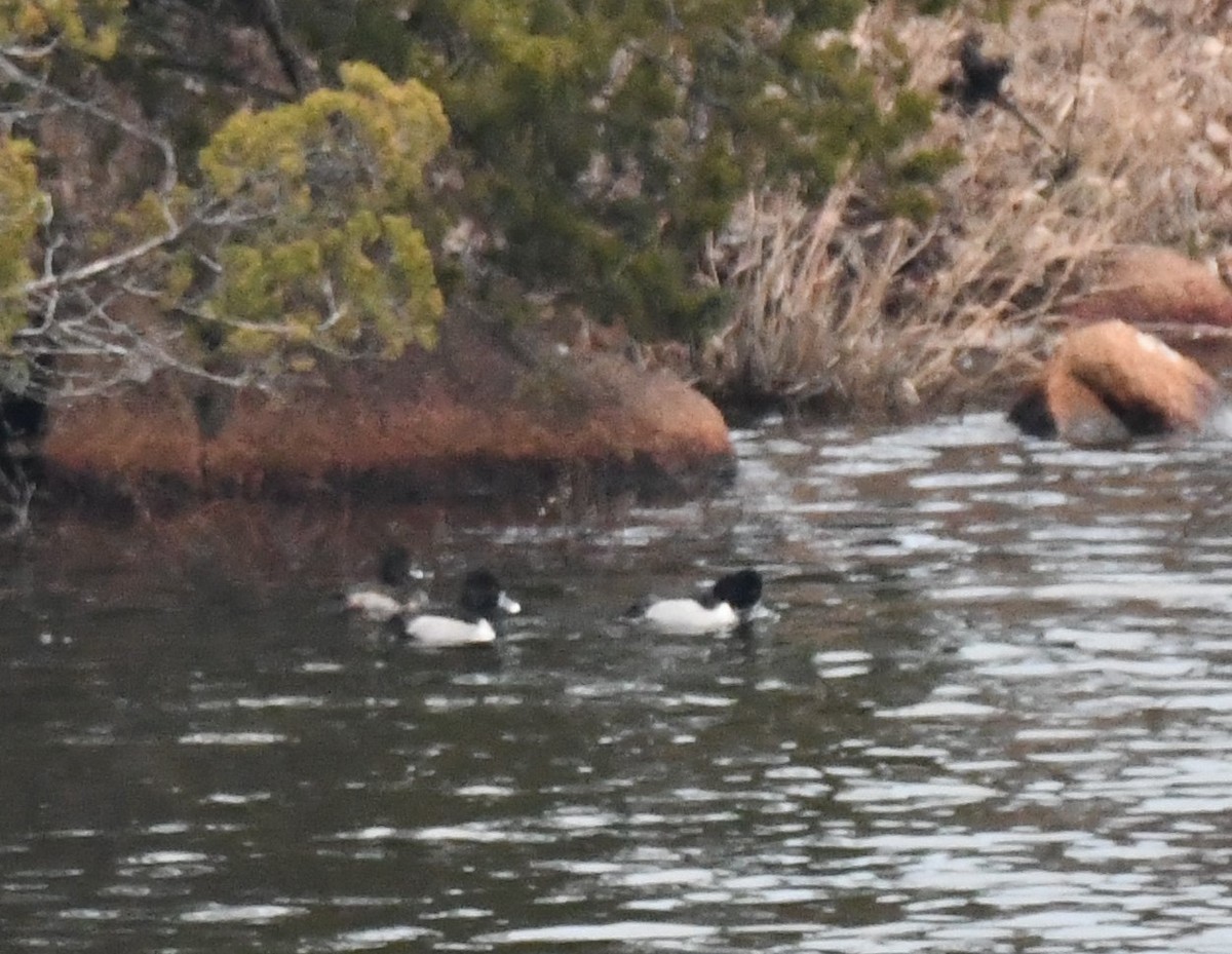 Ring-necked Duck - ML516029531