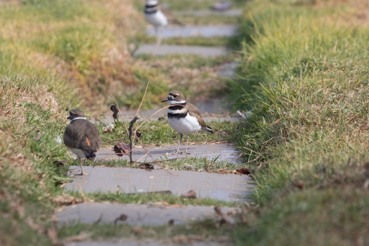 Killdeer - Rebecca Marschall