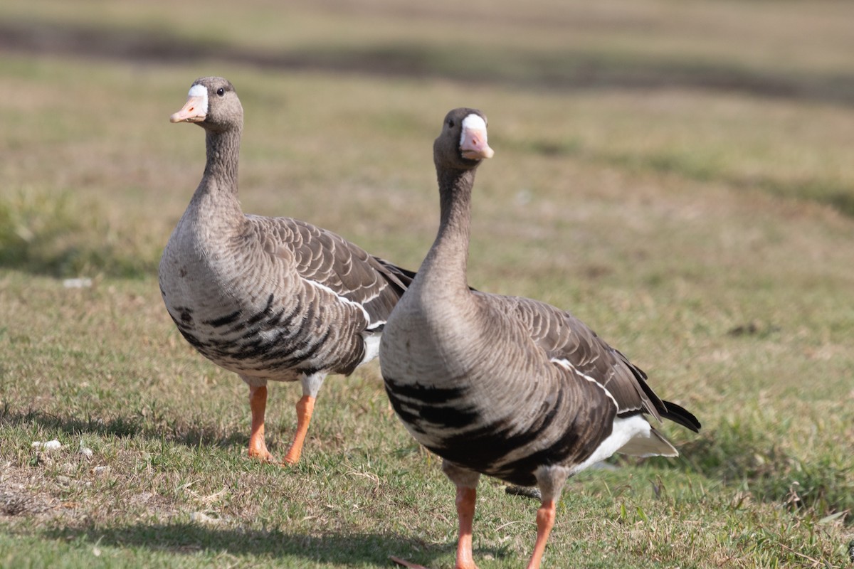 Greater White-fronted Goose - Rebecca Marschall