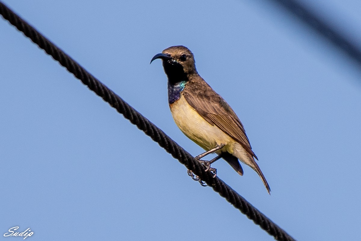 Ornate Sunbird - Sudip Ghosh