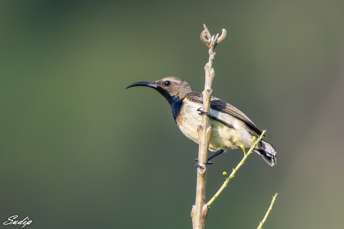 Ornate Sunbird - Sudip Ghosh