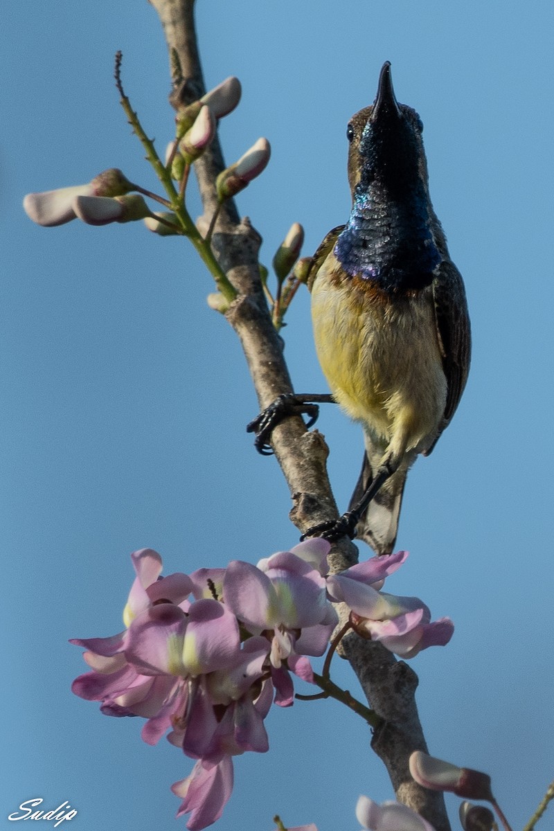 Ornate Sunbird - Sudip Ghosh