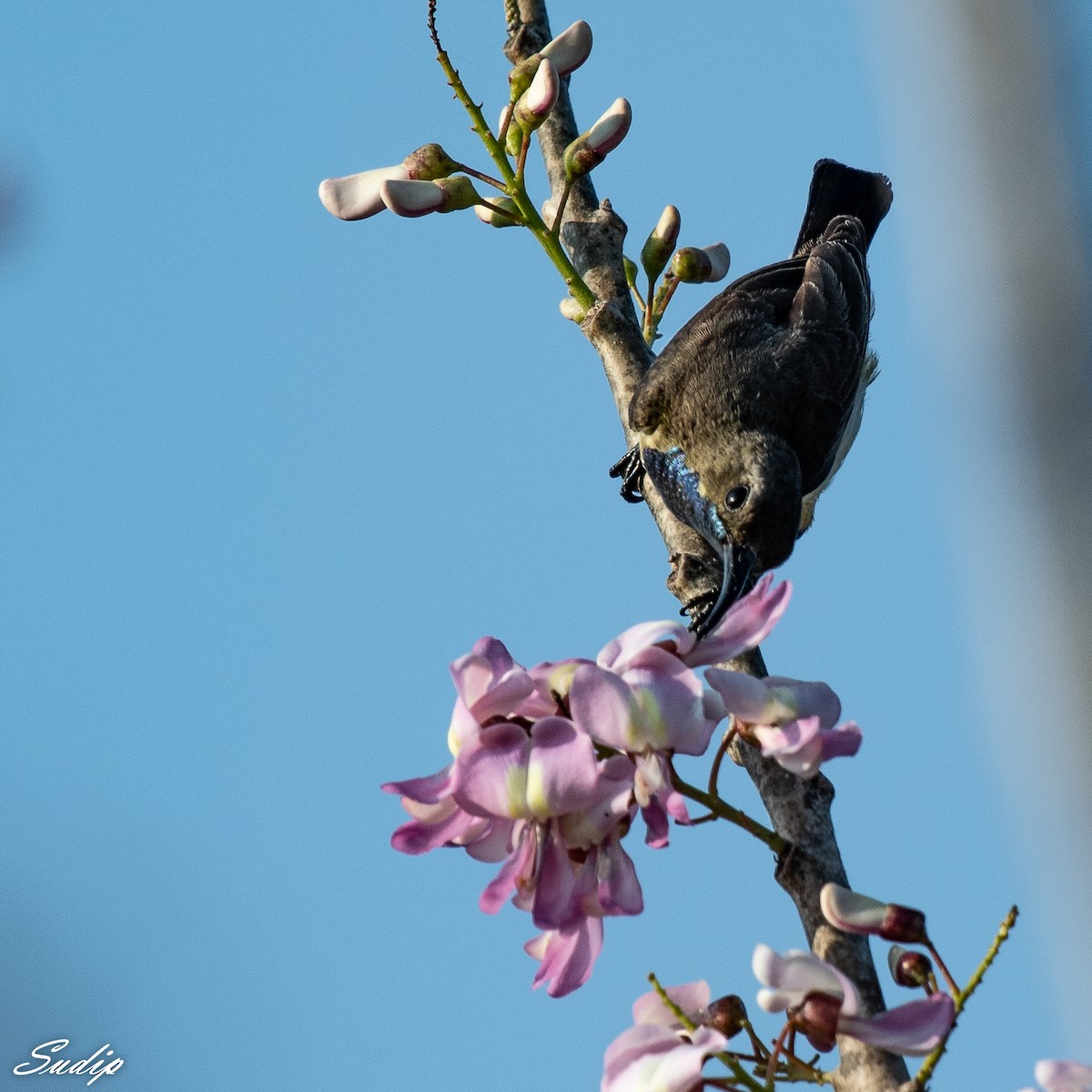 Ornate Sunbird - Sudip Ghosh