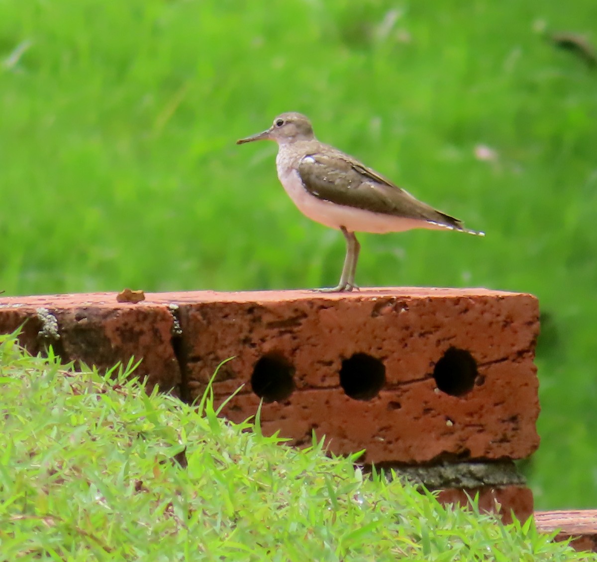 Common Sandpiper - ML516031431