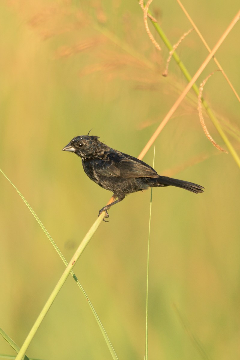 Blue-black Grassquit - ML516032041