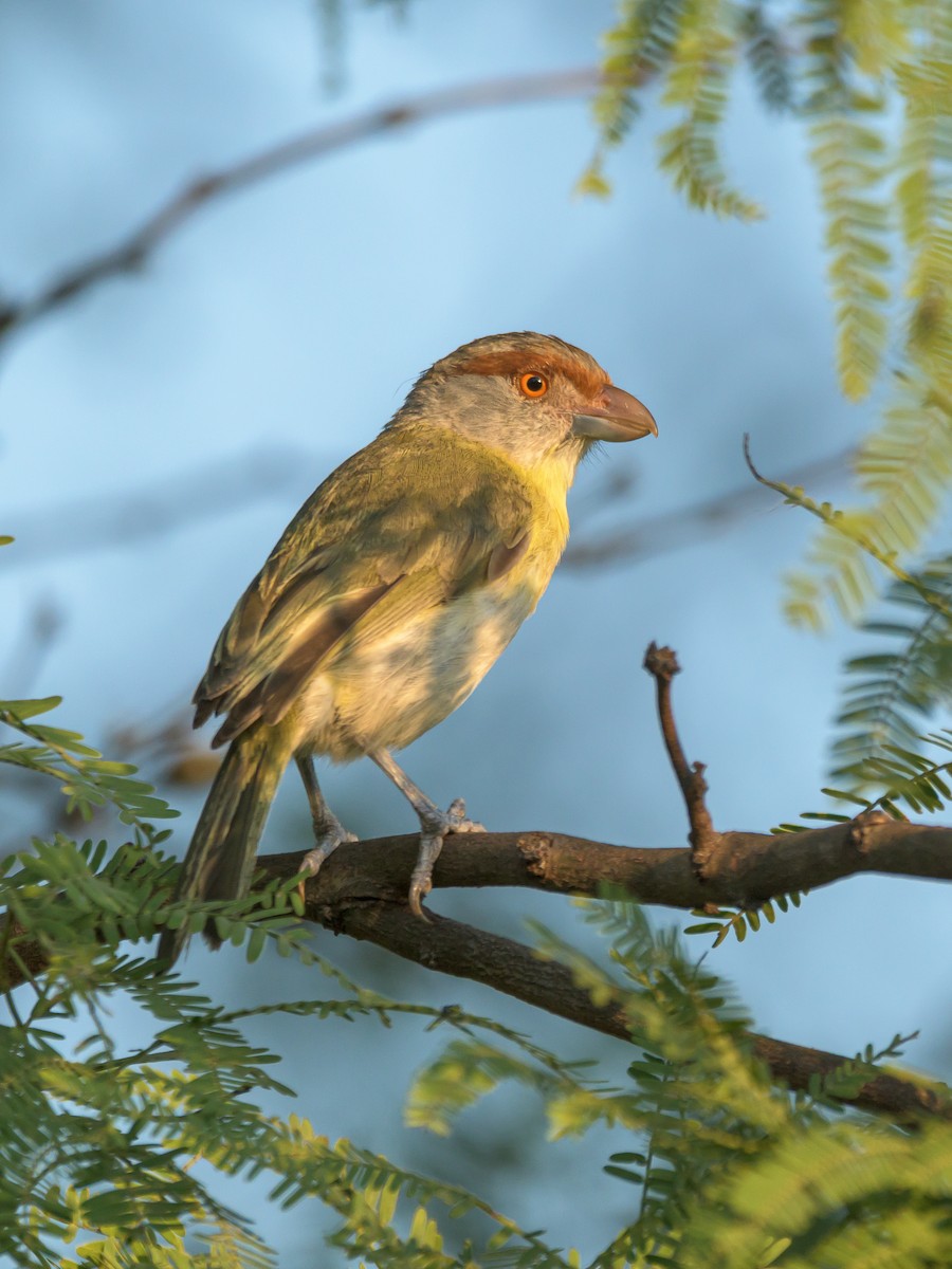 Rufous-browed Peppershrike - ML516032251