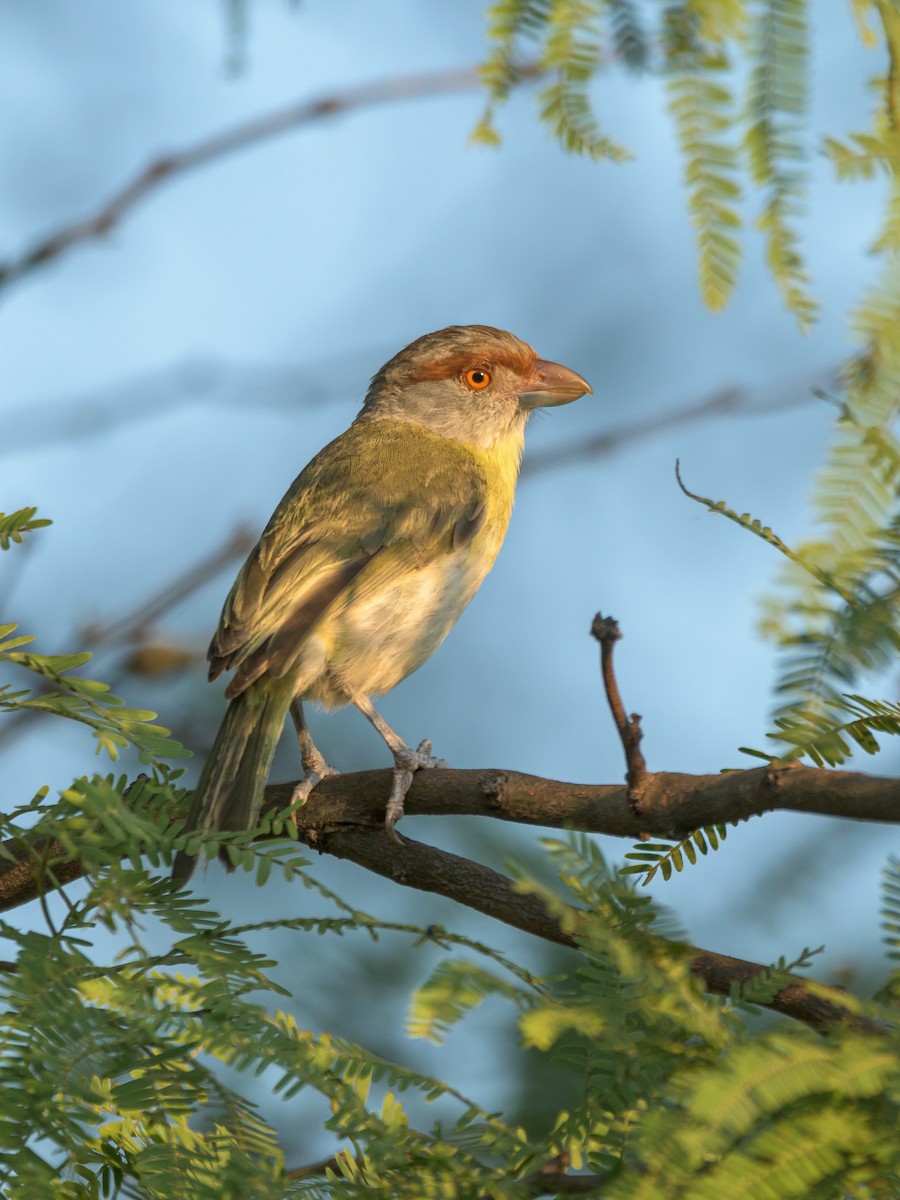 Rufous-browed Peppershrike - Carlos Rossello